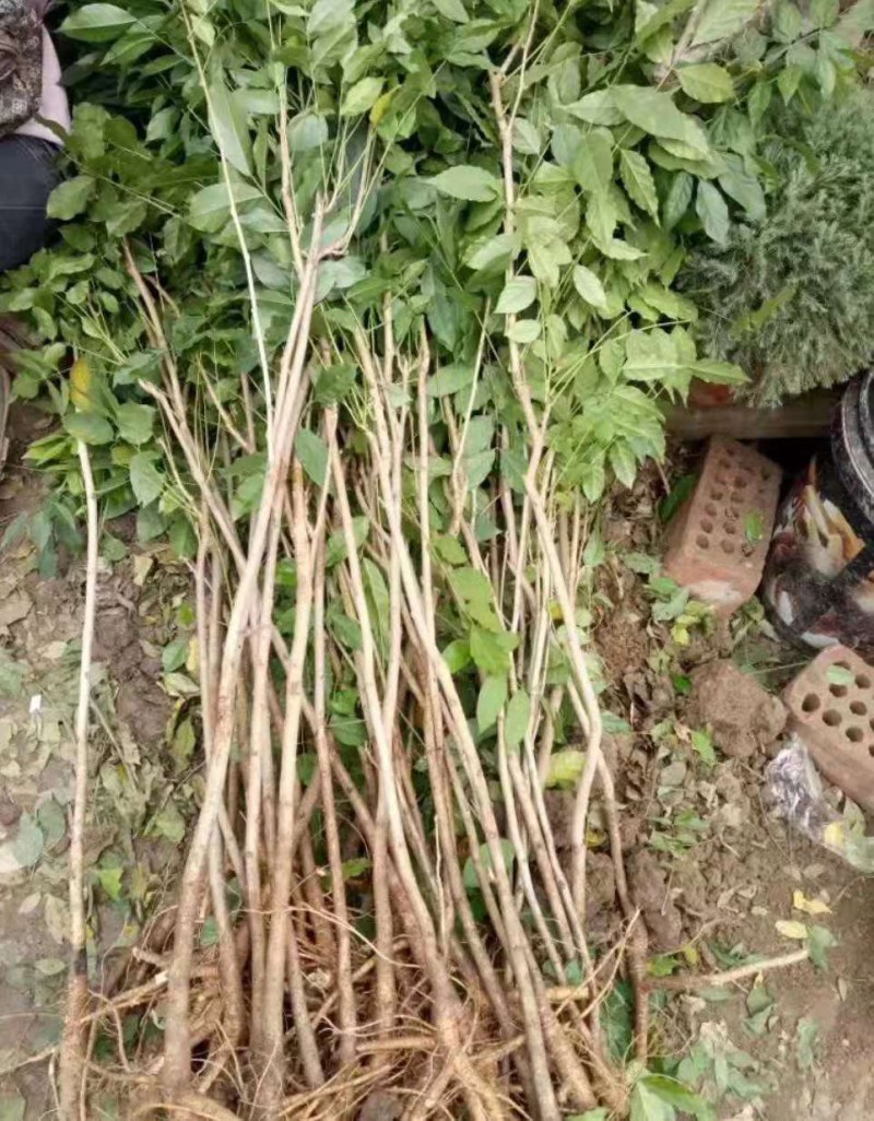 多花紫藤花苗树苗爬藤攀援植物紫罗兰紫藤苗丰花长穗藤