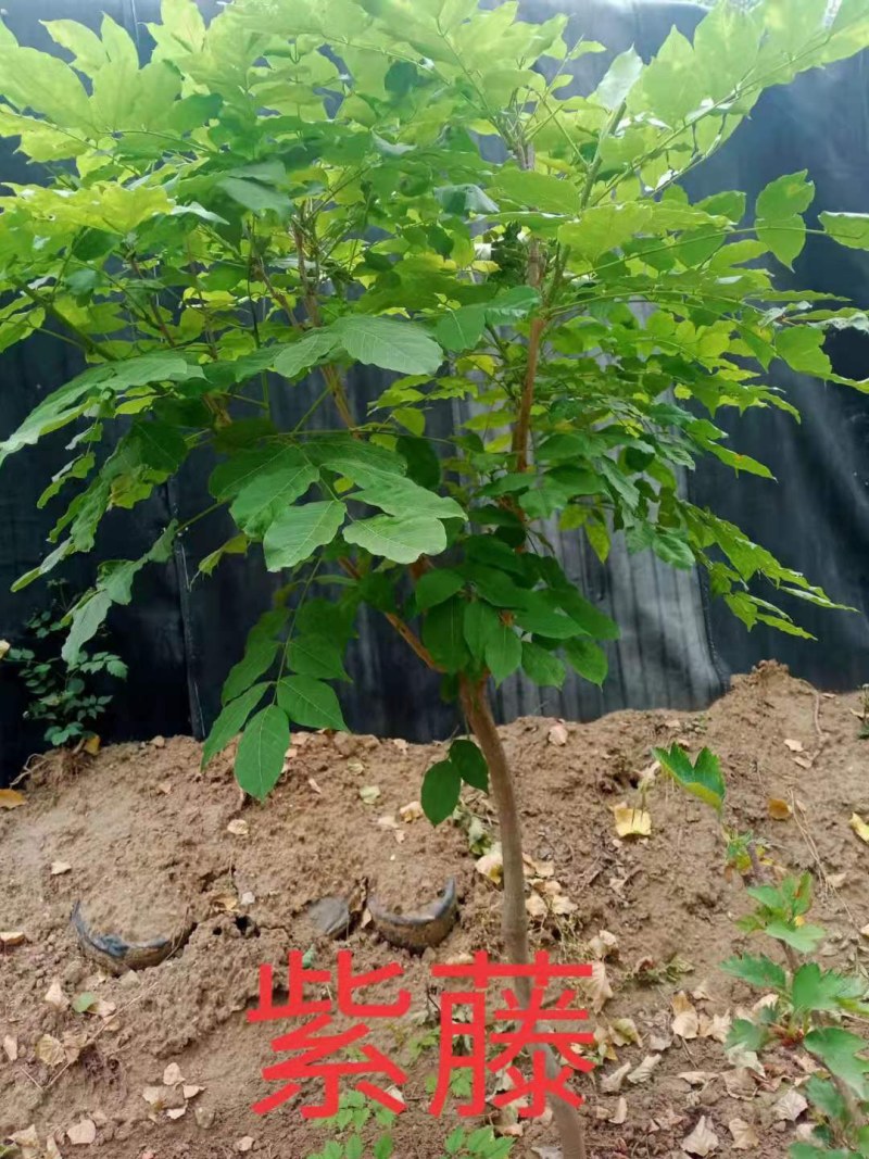 多花紫藤花苗树苗爬藤攀援植物紫罗兰紫藤苗丰花长穗藤