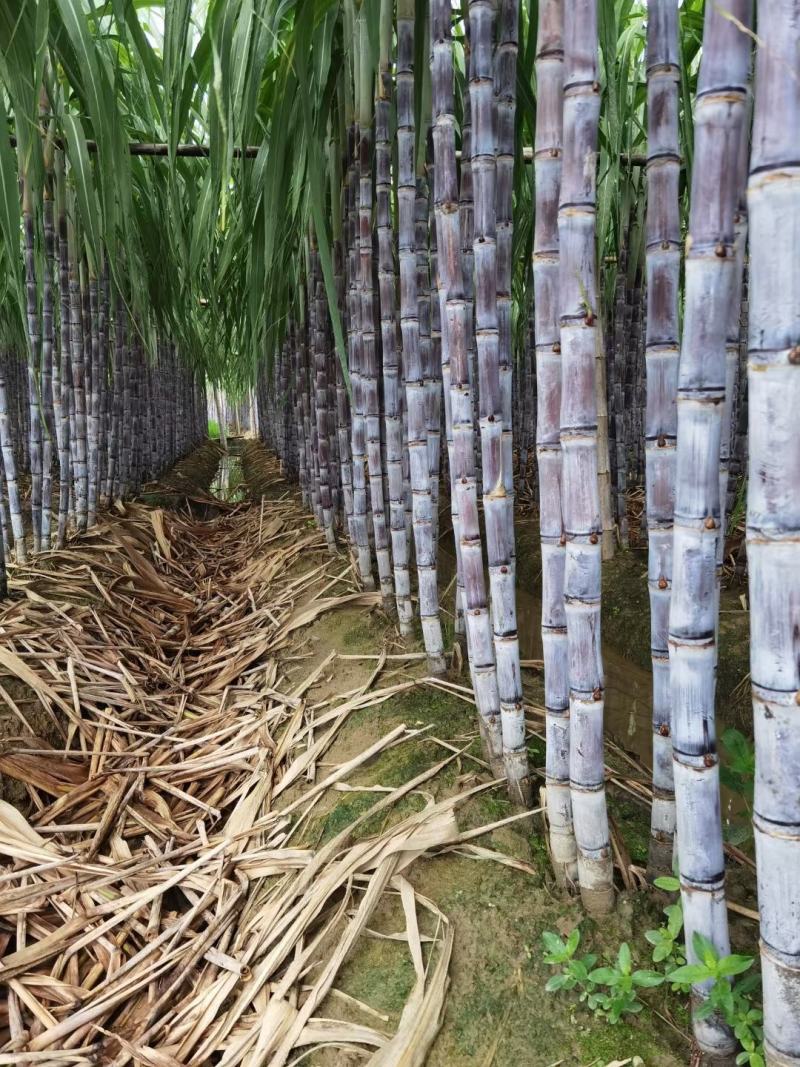 广东甘蔗国庆节大量上市，新老客户可以提前订购