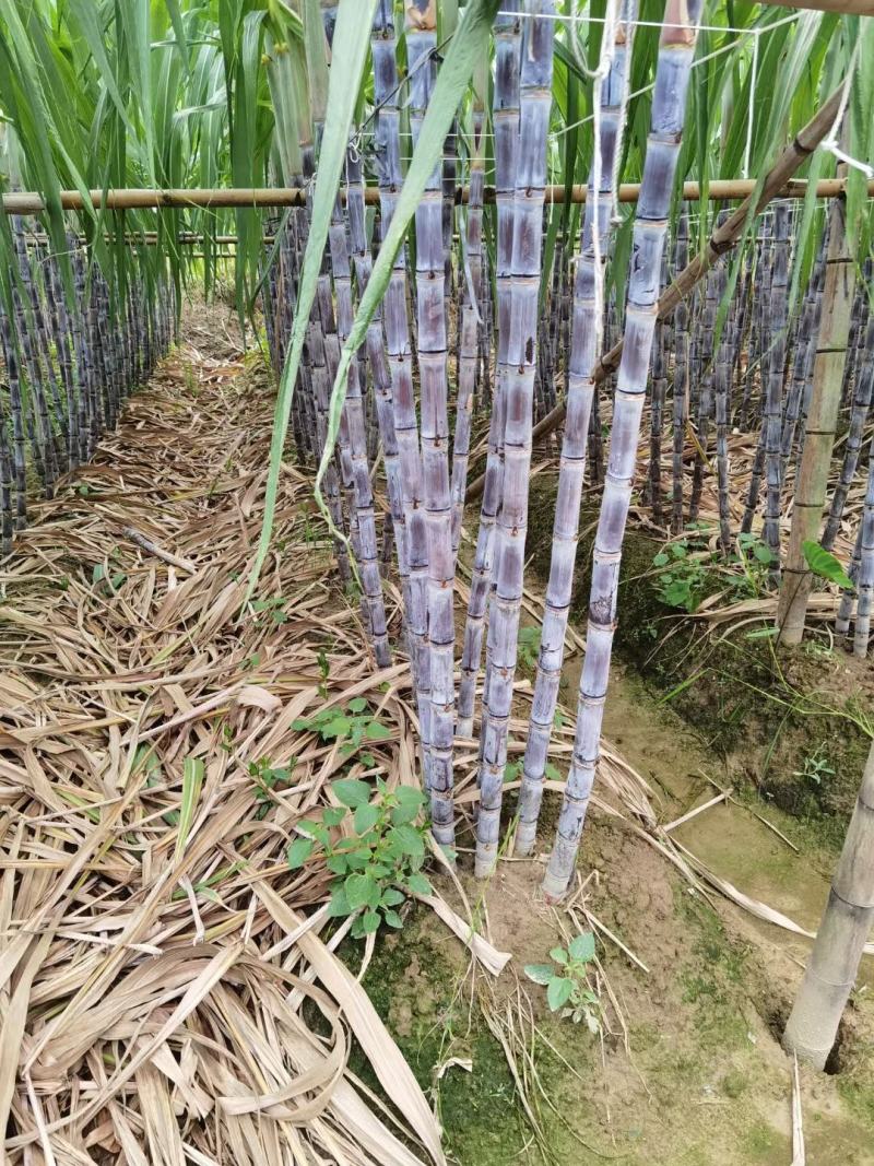 广东甘蔗国庆节大量上市，新老客户可以提前订购