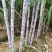 广东甘蔗国庆节大量上市，新老客户可以提前订购