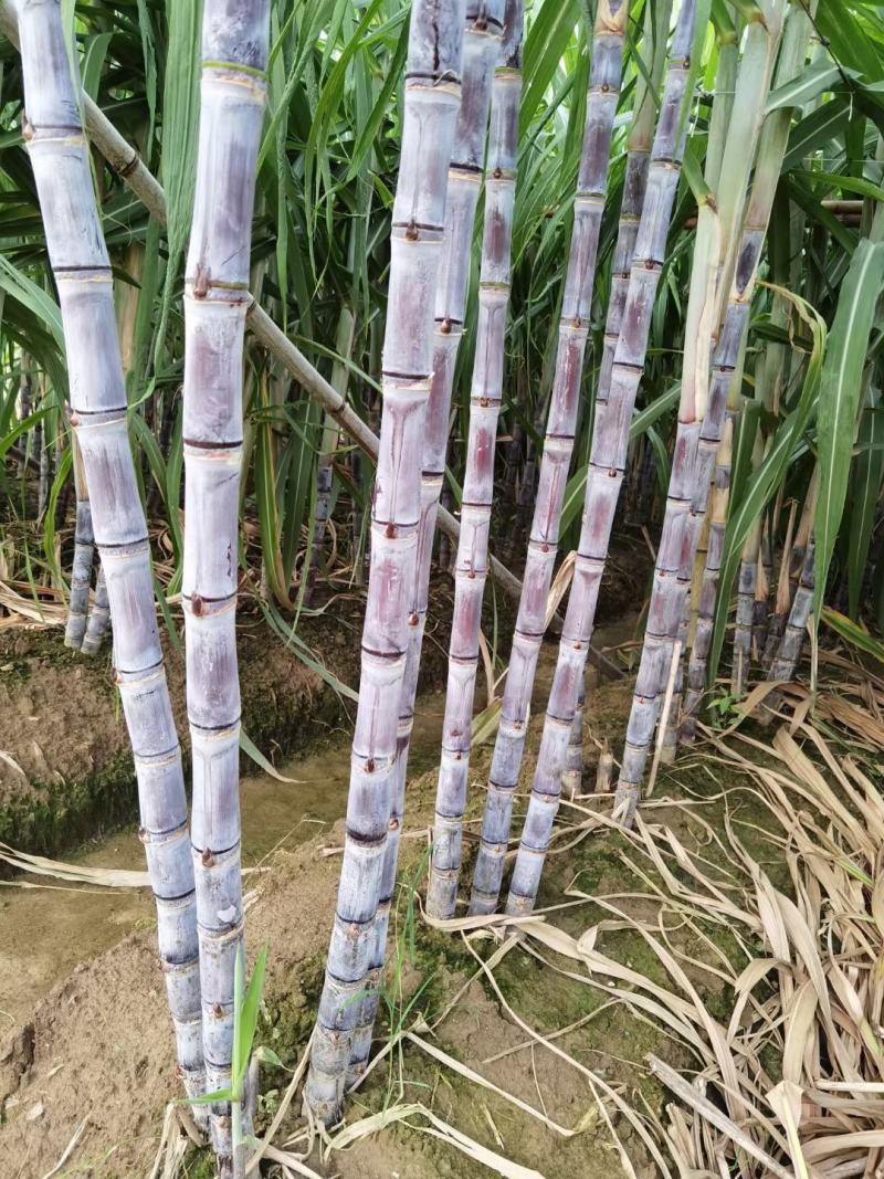 广东甘蔗国庆节大量上市，新老客户可以提前订购