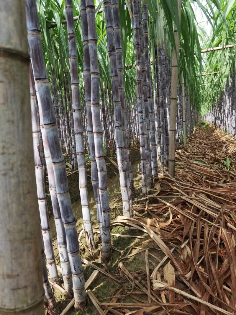 广东甘蔗国庆节大量上市，新老客户可以提前订购