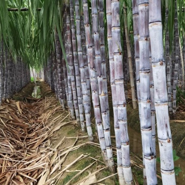 广东甘蔗国庆节大量上市，新老客户可以提前订购