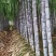 广东甘蔗国庆节大量上市，新老客户可以提前订购