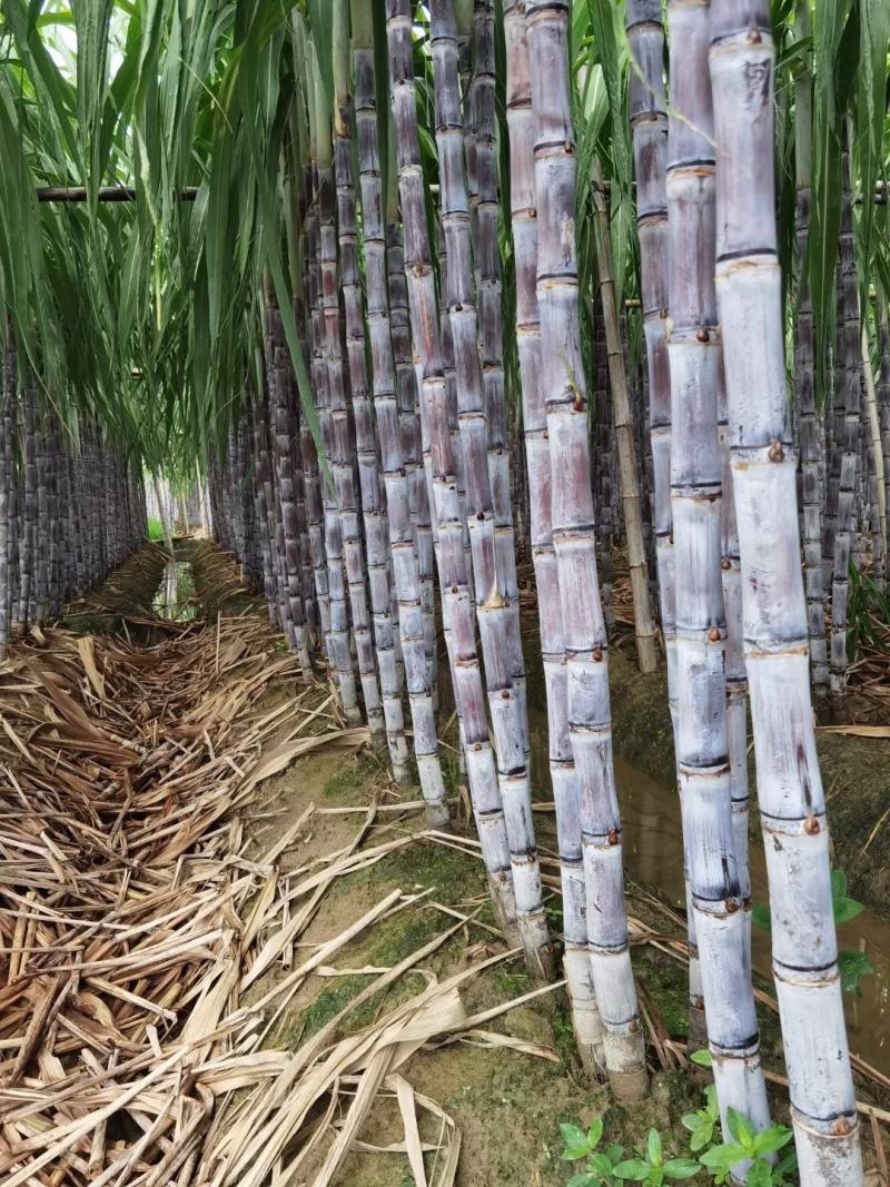 广东甘蔗国庆节大量上市，新老客户可以提前订购