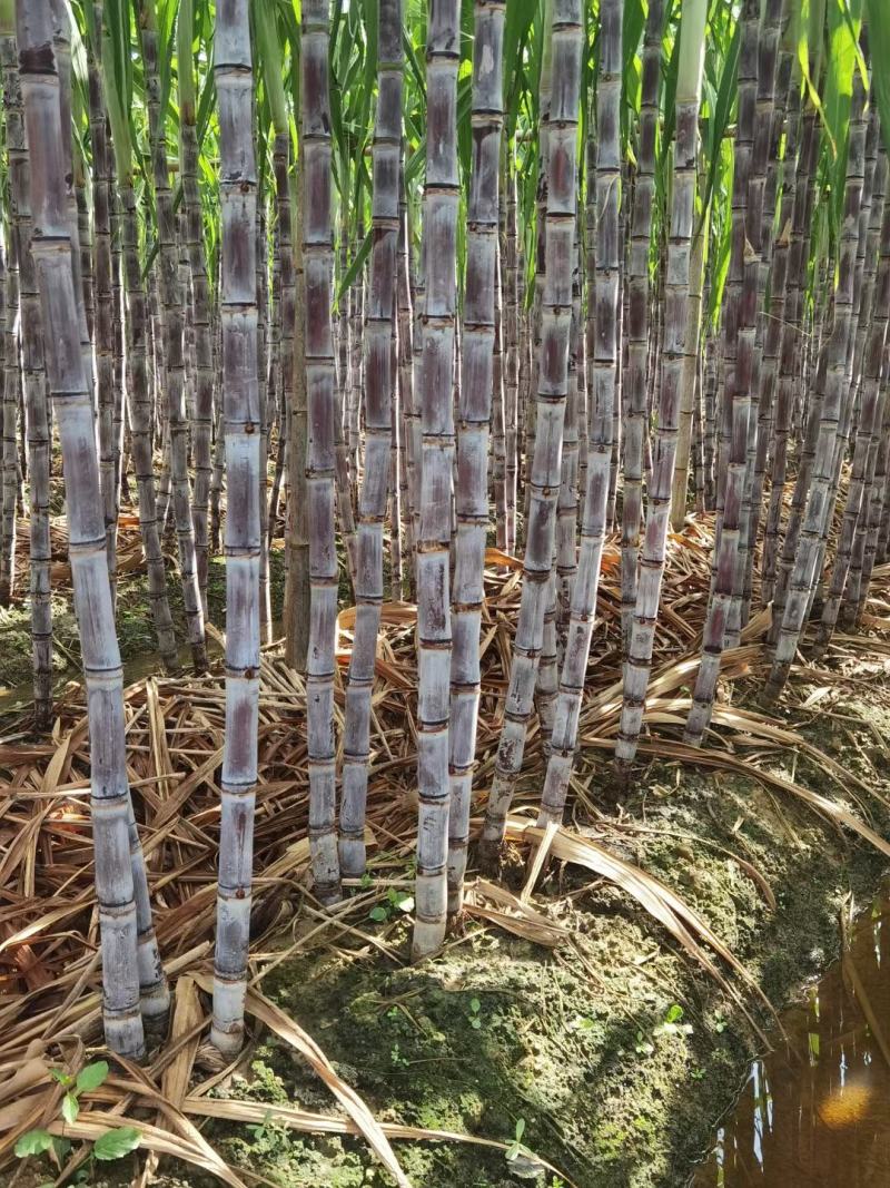 广东甘蔗国庆节大量上市，新老客户可以提前订购