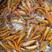 金丝草鱼苗，好养快大适应能力强，效益高，可高密度养殖。