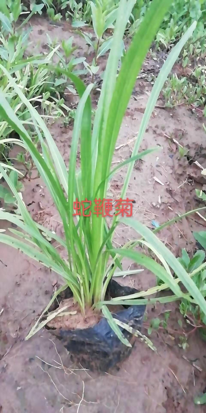 蛇鞭菊庭院绿化工程建设绿化小区绿化