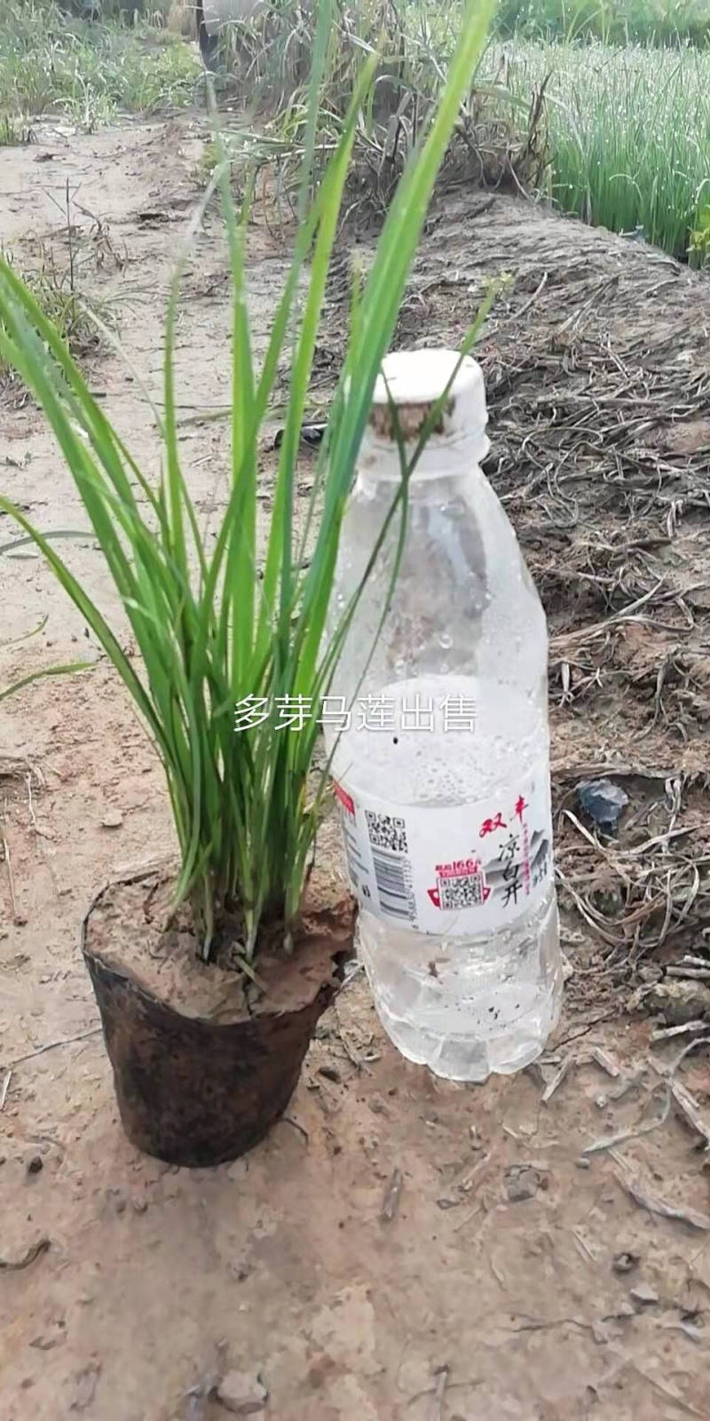 蛇鞭菊庭院绿化工程建设绿化小区绿化