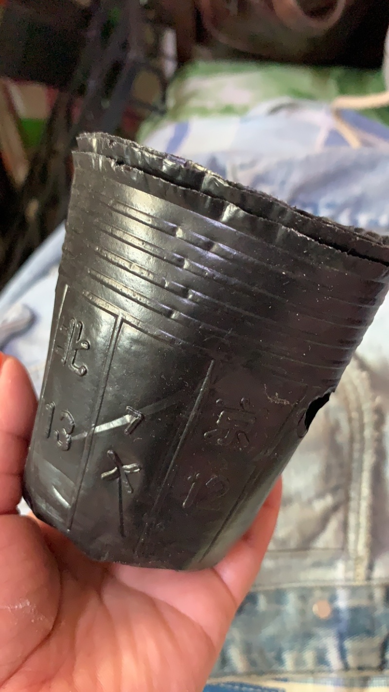 营养钵，育苗杯育苗碗，黑碗7-7营养碗，育苗容器