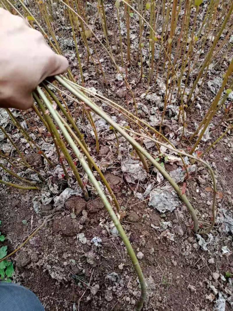 连香树/绿化苗木/乔灌木/绿化林木/原生态树苗/林木