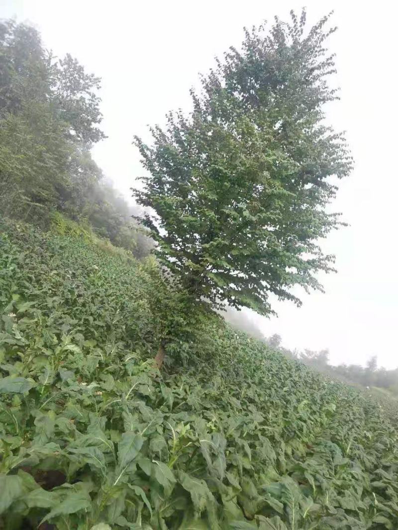 连香树/绿化苗木/乔灌木/绿化林木/原生态树苗/林木
