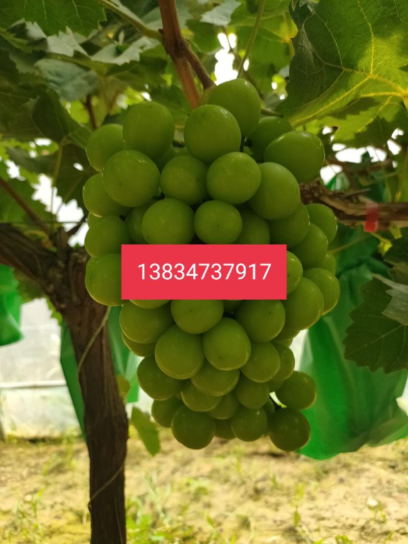 阳光玫瑰葡萄大棚阳光玫瑰