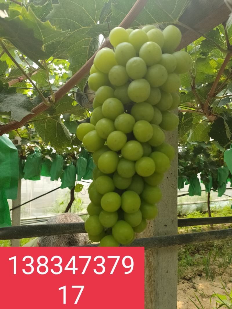 阳光玫瑰葡萄大棚阳光玫瑰