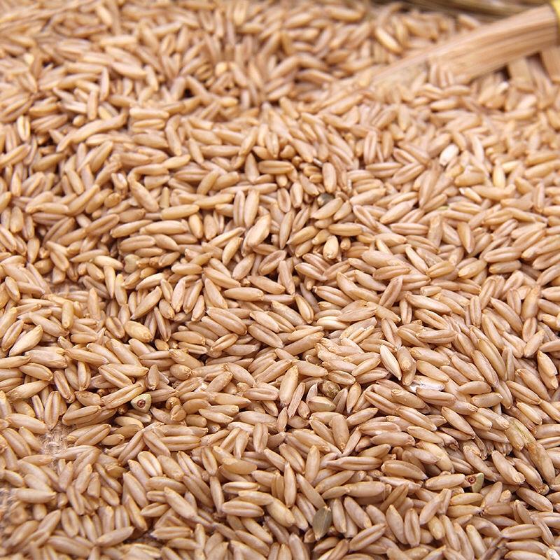 低温烘焙燕麦米熟燕麦米五谷磨粉原料
