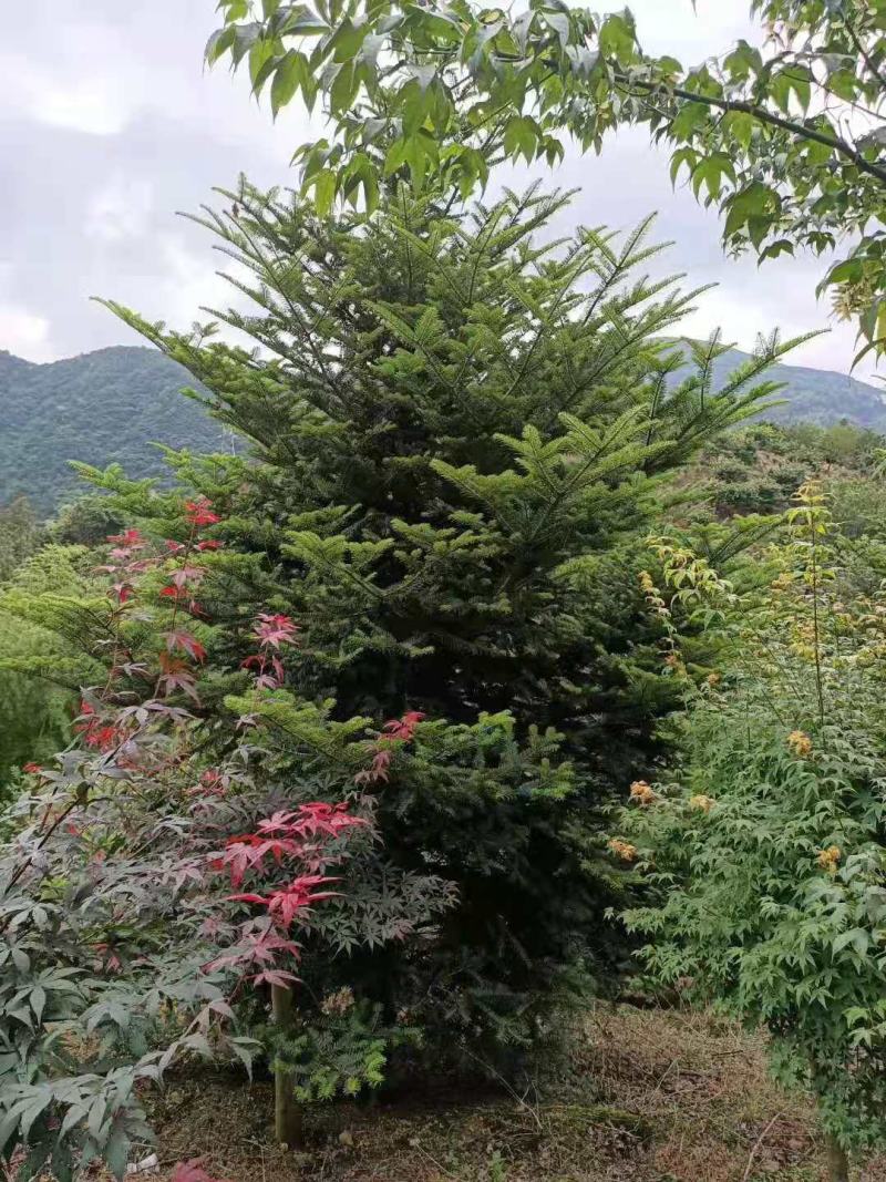 日本冷杉/绿化苗木/乔灌木/松树树苗/林木苗木