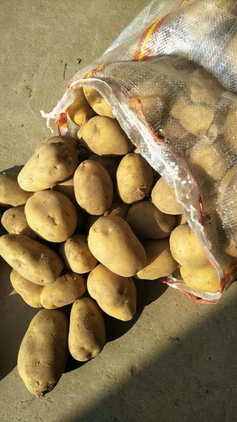 冷库直销v7土豆，荷兰十大量出售价格便宜质量好