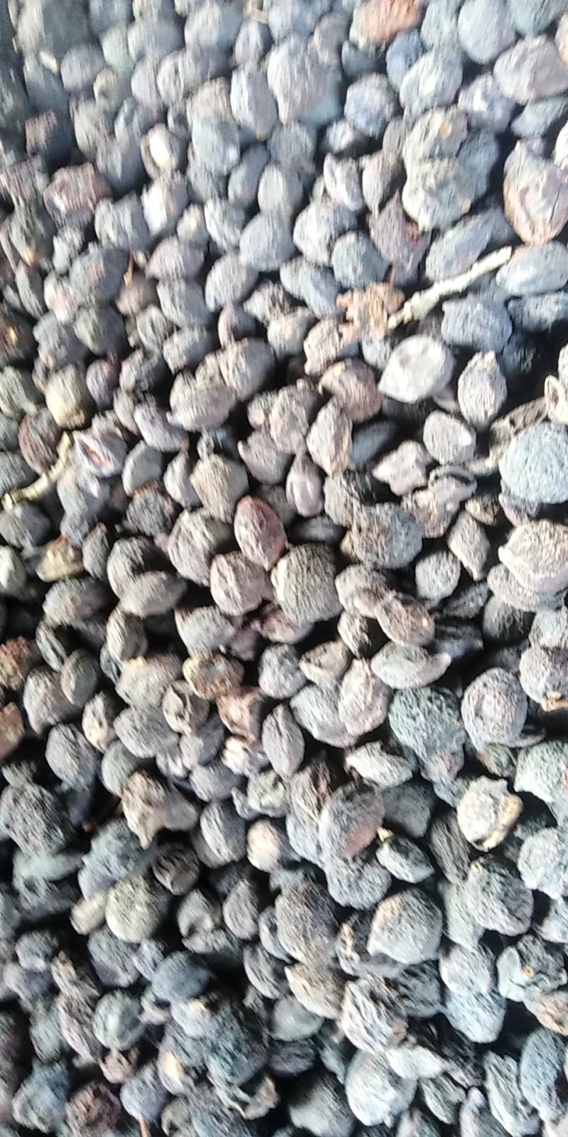 乌梅