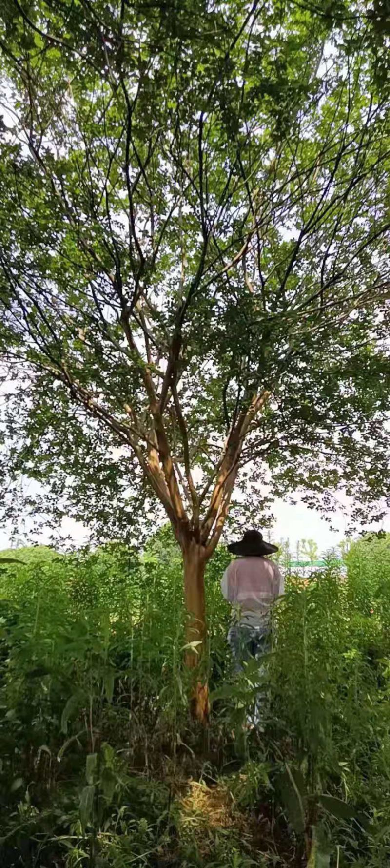谁到花无红白日，紫薇长放半年花！董永故里