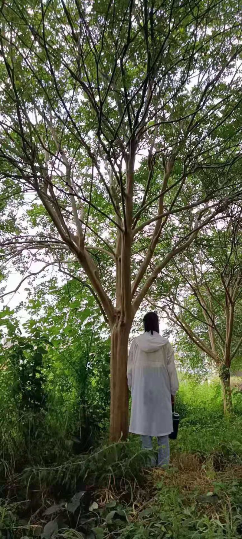 谁到花无红白日，紫薇长放半年花！董永故里
