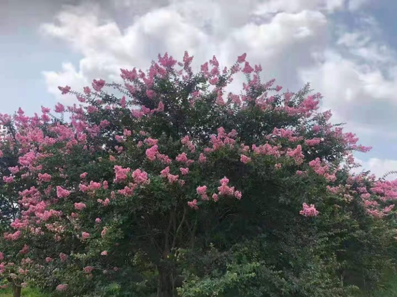 谁到花无红白日，紫薇长放半年花！董永故里