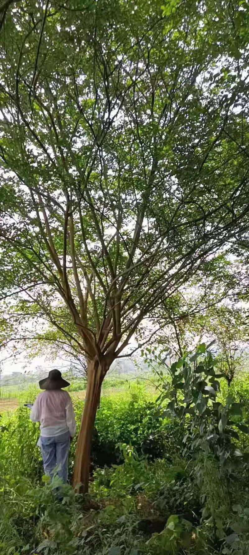 谁到花无红白日，紫薇长放半年花！董永故里