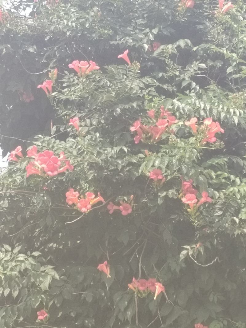 东北耐寒！凌霄花！零下三十八度冻不坏