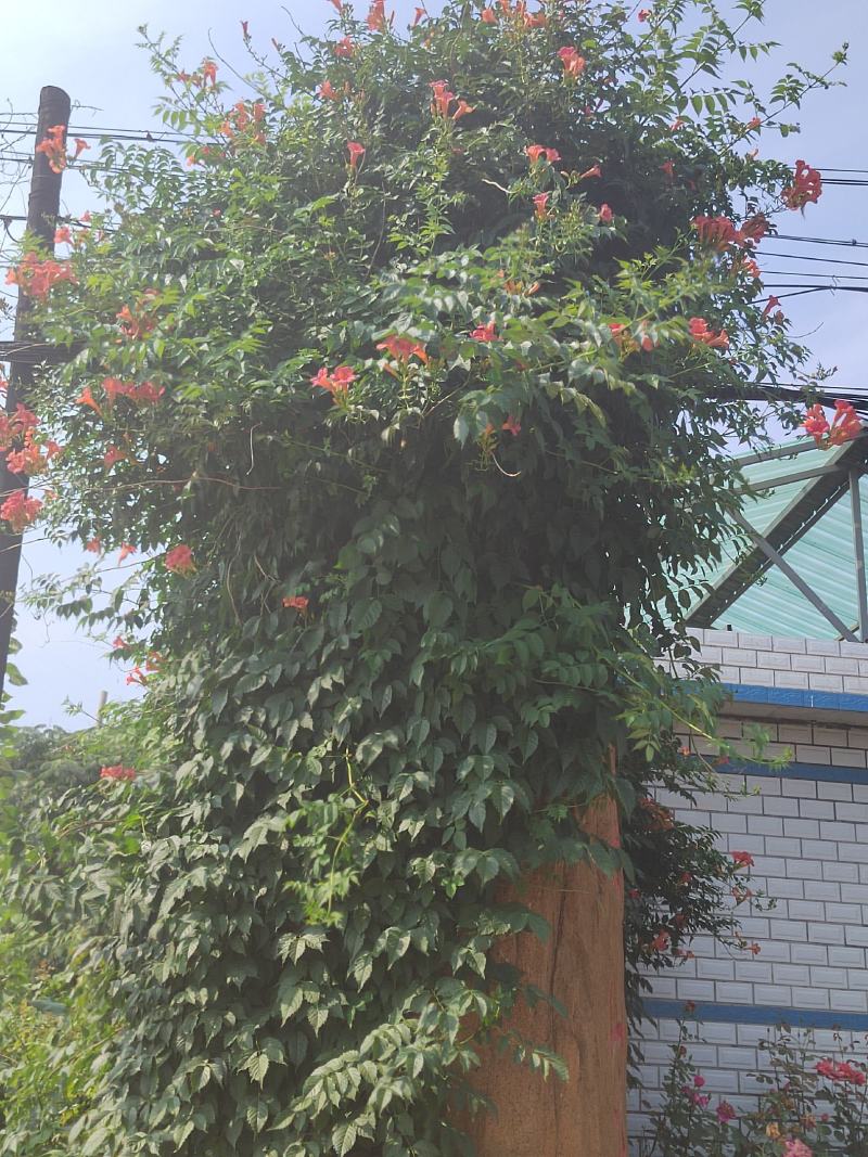 东北耐寒！凌霄花！零下三十八度冻不坏