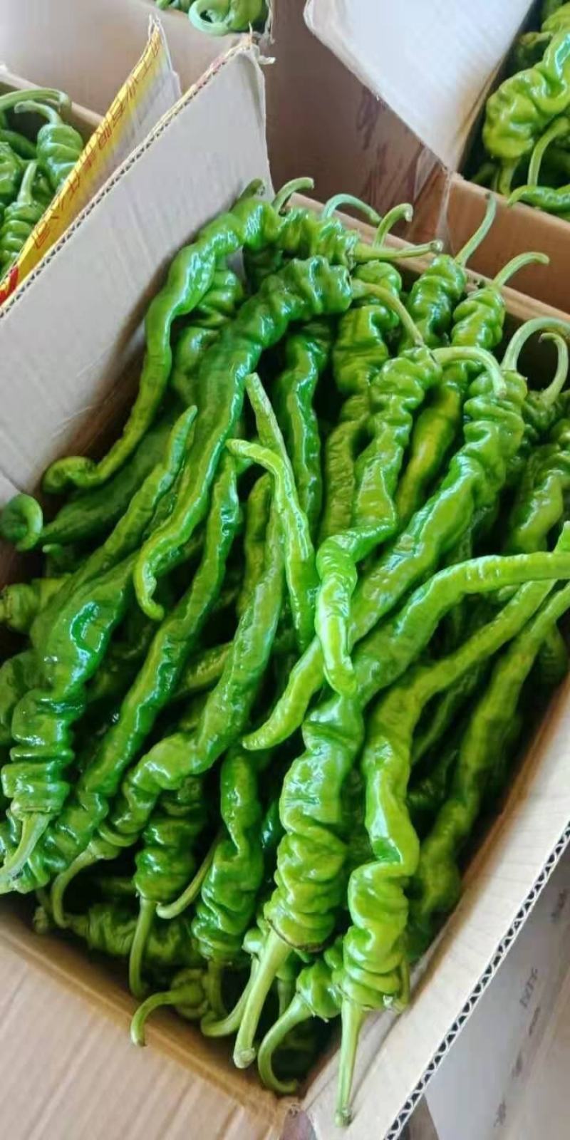 精品辣椒大量有货，产地直销批发零售！需要的联系