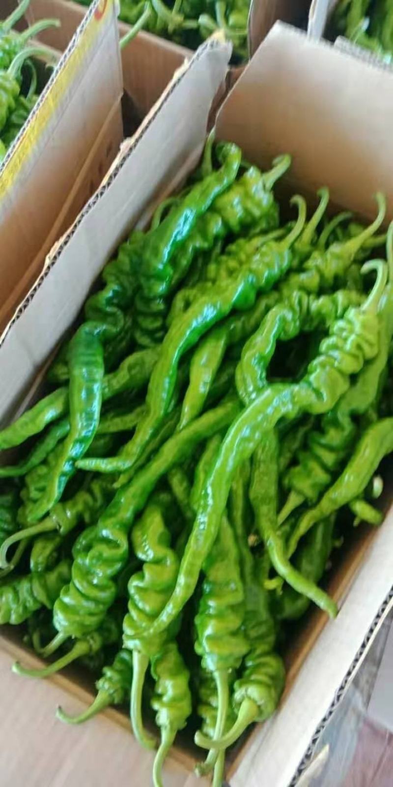 精品辣椒大量有货，产地直销批发零售！需要的联系