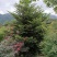 日本冷杉/绿化苗木/乔灌木/松树/林木树苗/原生态树苗
