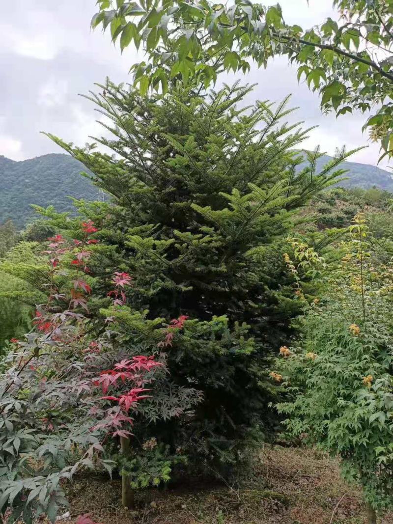 日本冷杉/绿化苗木/乔灌木/松树/林木树苗/原生态树苗