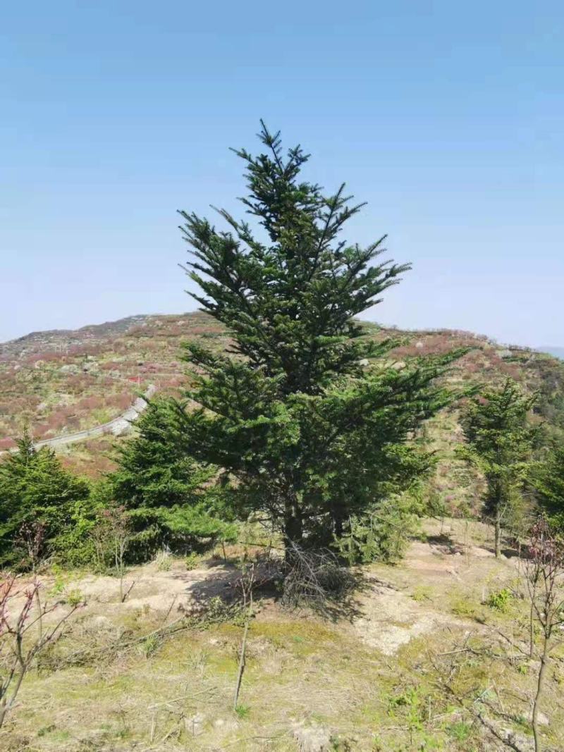日本冷杉/绿化苗木/乔灌木/松树/林木树苗/原生态树苗