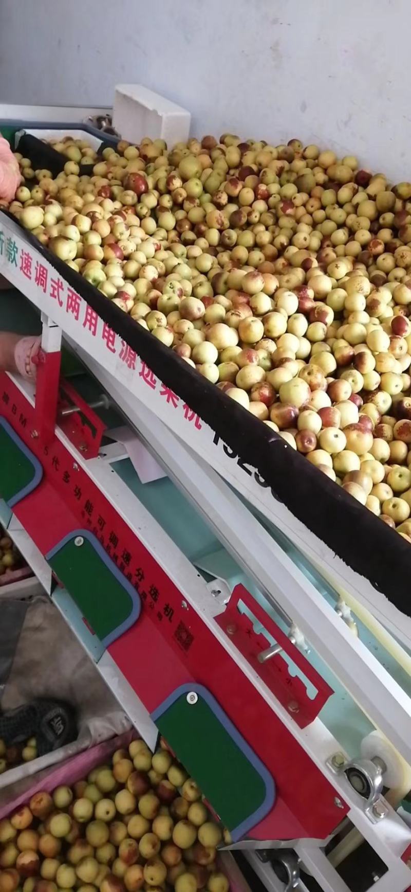 冬枣