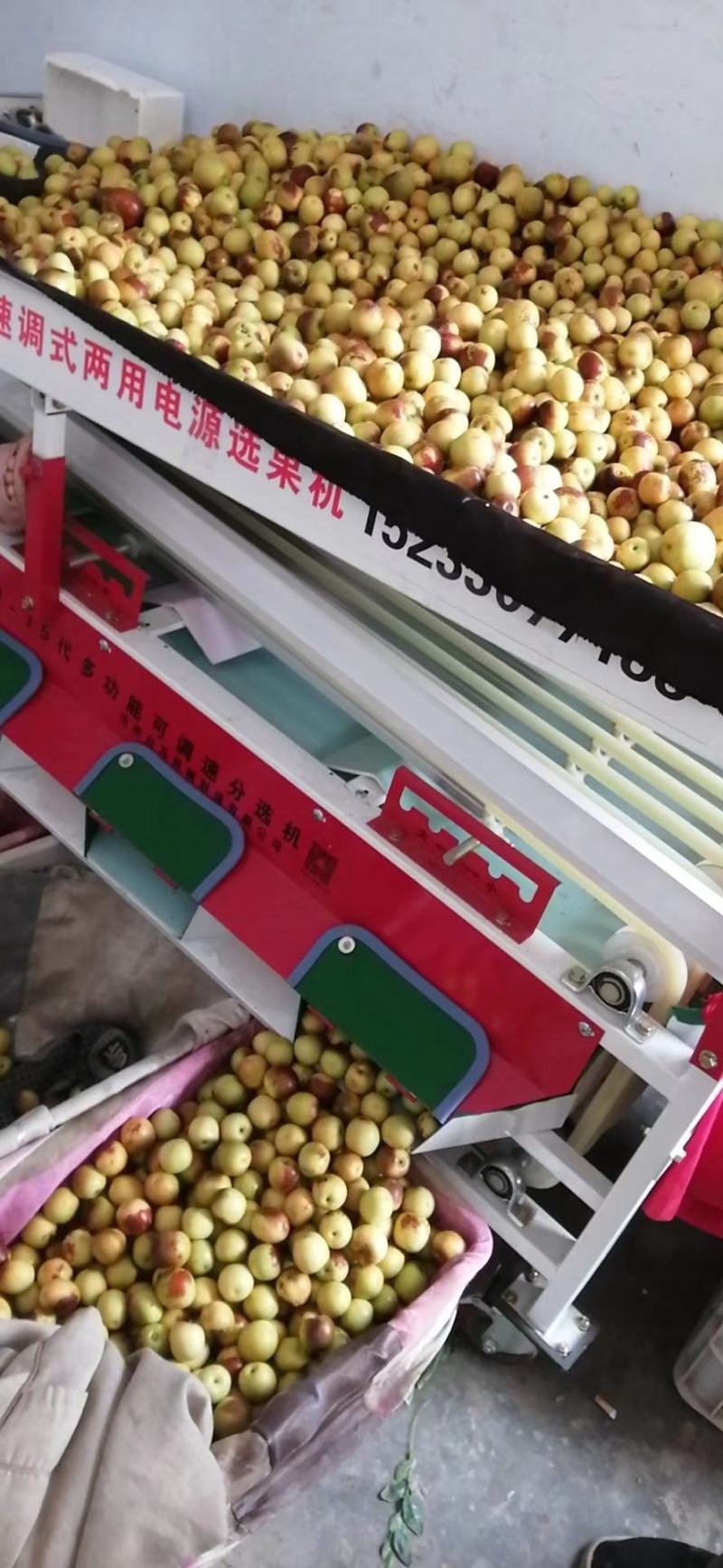 冬枣
