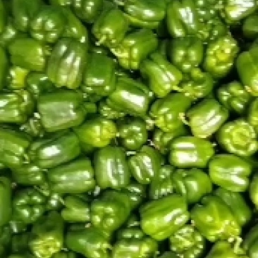 圆椒