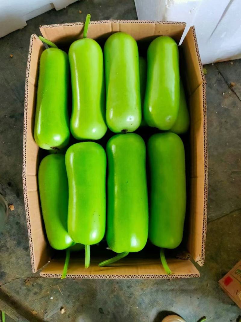 【每日精选】瓠瓜大量上市，物美价廉，可实地考察，量大从优