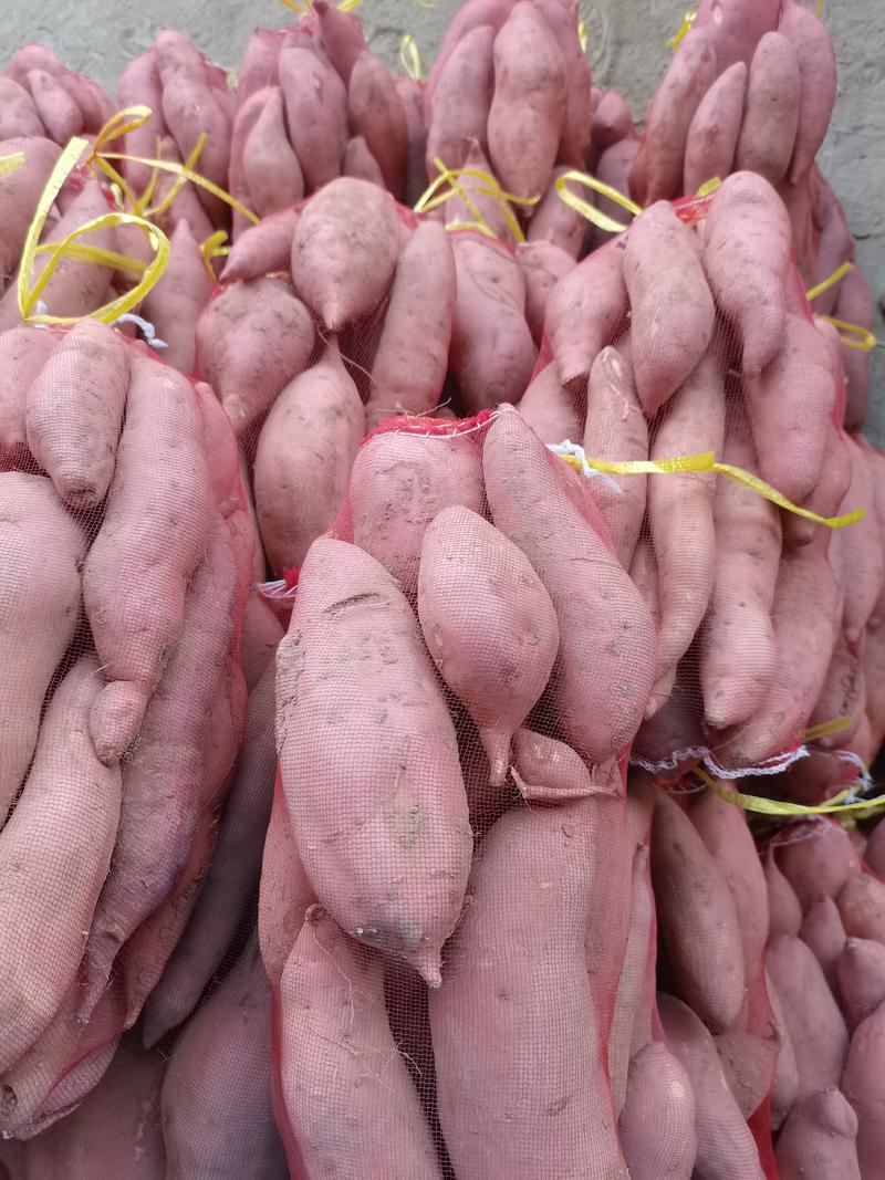 【龙九红薯】开封通许精品龙九红薯大量上市现挖现发欢迎采购