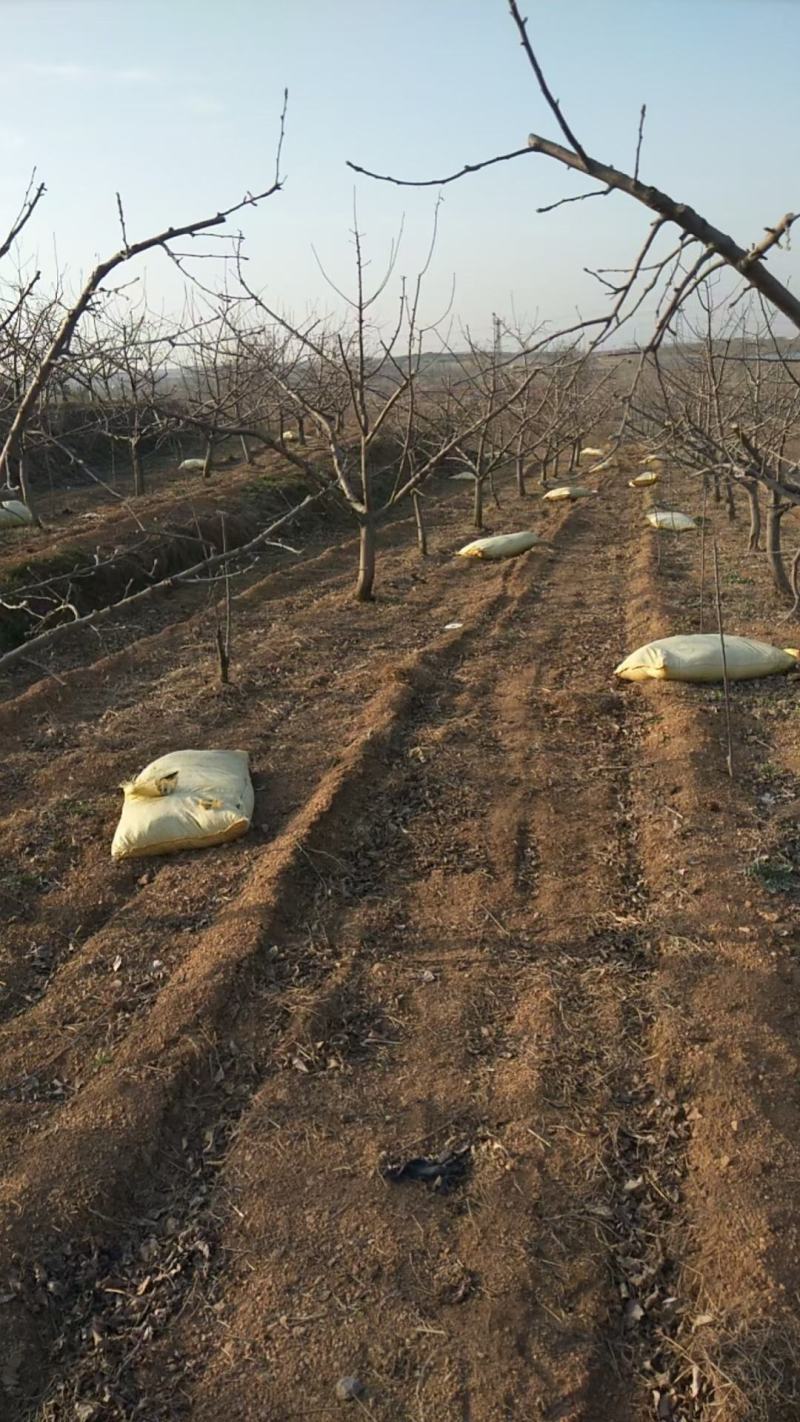 青岛西海岸农业示范区青森水蜜桃苹果めいげつ