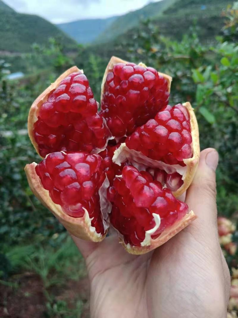 突尼斯软籽石榴
