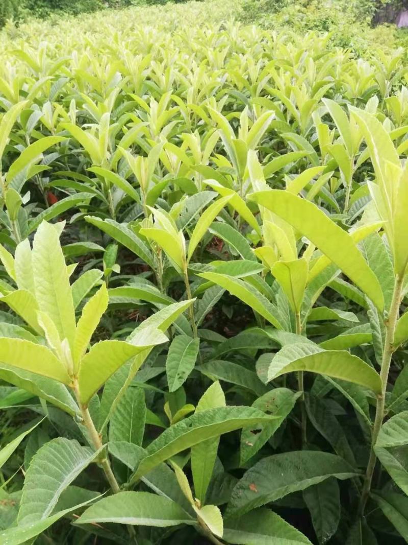 枇杷/枇杷树/绿化苗木/乔灌木/枇杷树/原生态树苗/种苗