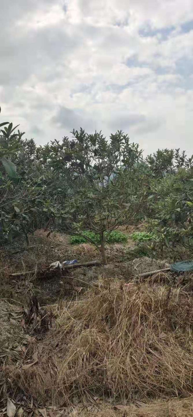 枇杷/枇杷树/绿化苗木/乔灌木/枇杷树/原生态树苗/种苗