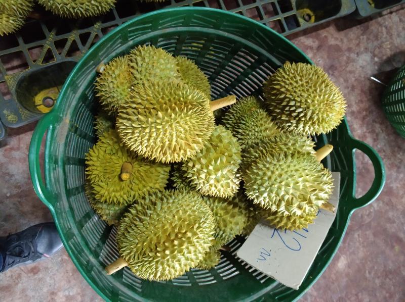 泰国拖曼尼榴莲产地直采发全国果型好口感香甜糯