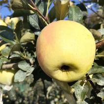 青岛西海岸农业示范区青森水蜜桃苹果めいげつ