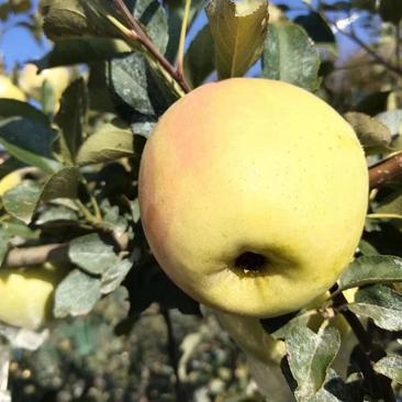 青岛西海岸农业示范区青森水蜜桃苹果めいげつ