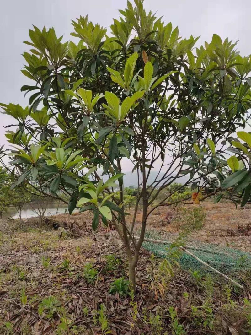 枇杷树/绿化苗木/乔灌木/枇杷树/原生态树苗/种苗
