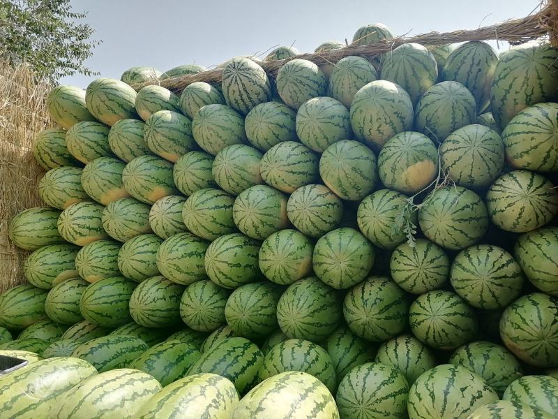 沙地西瓜