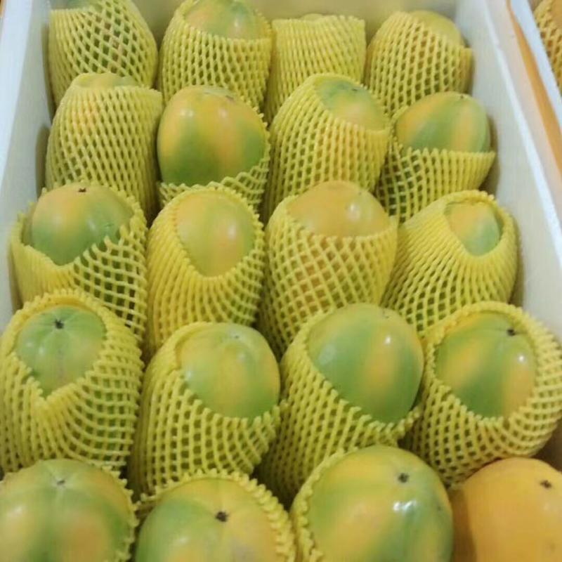 广东大量精品木瓜各种规格大量上市质量保障欢迎电话联系