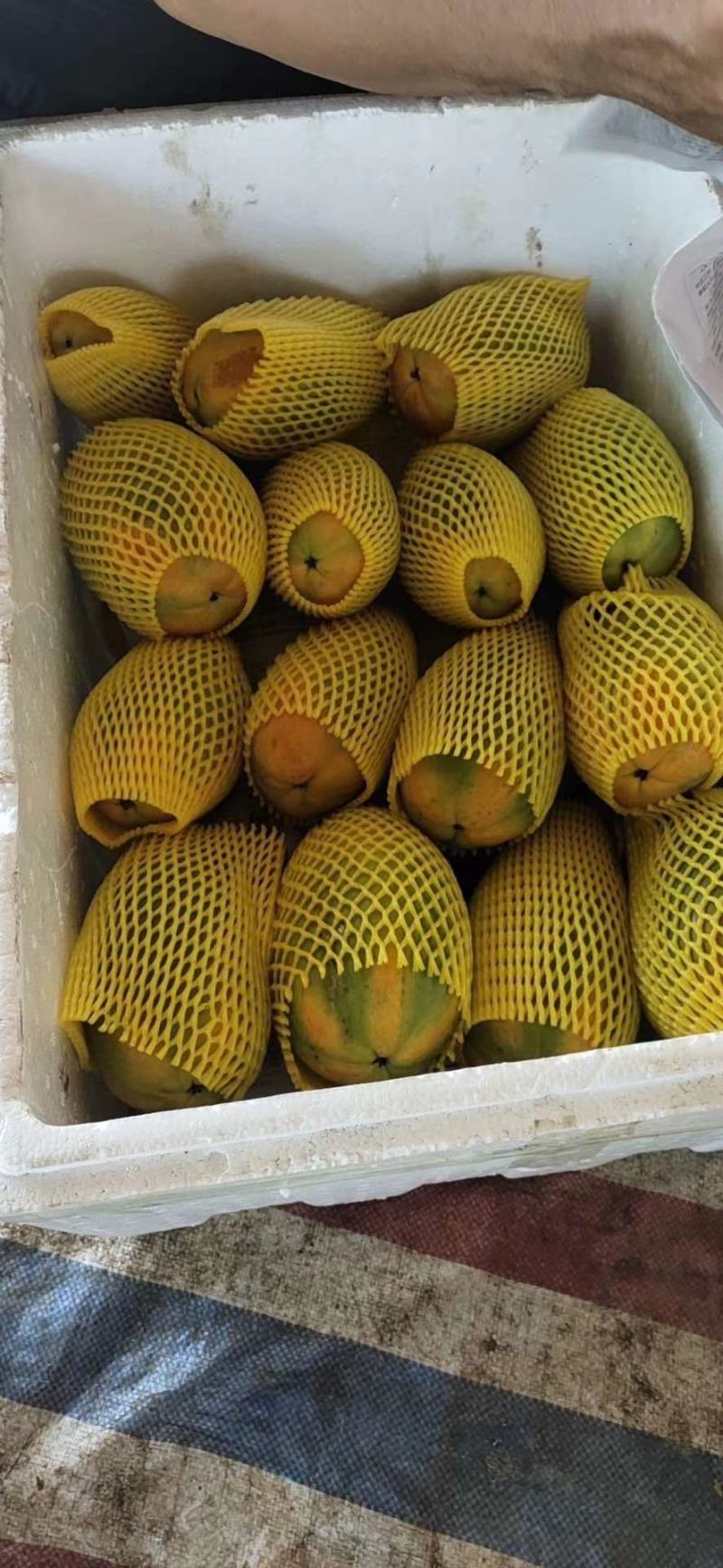 广东大量精品木瓜各种规格大量上市质量保障欢迎电话联系